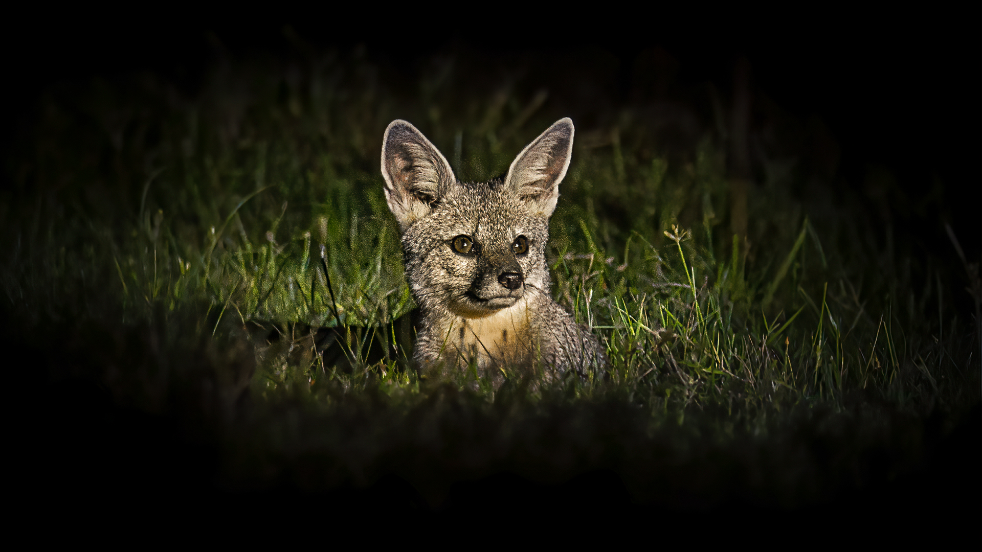 Incredible wildlife moment Bengal fox spotted in Darrang, Assam